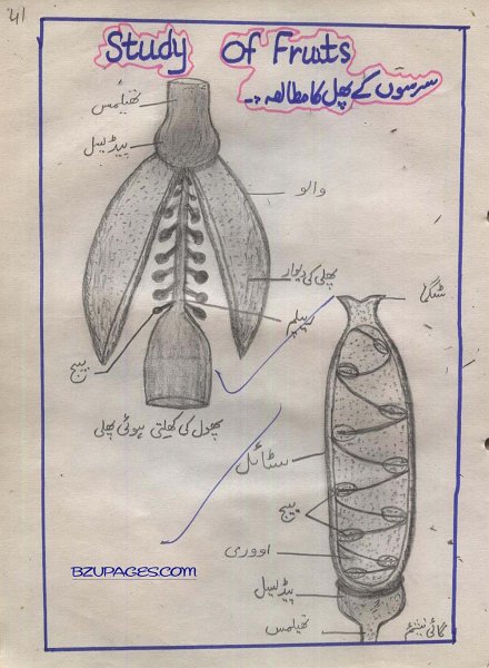 41 Study of Fruits (Phalon ka Mutala).jpg
